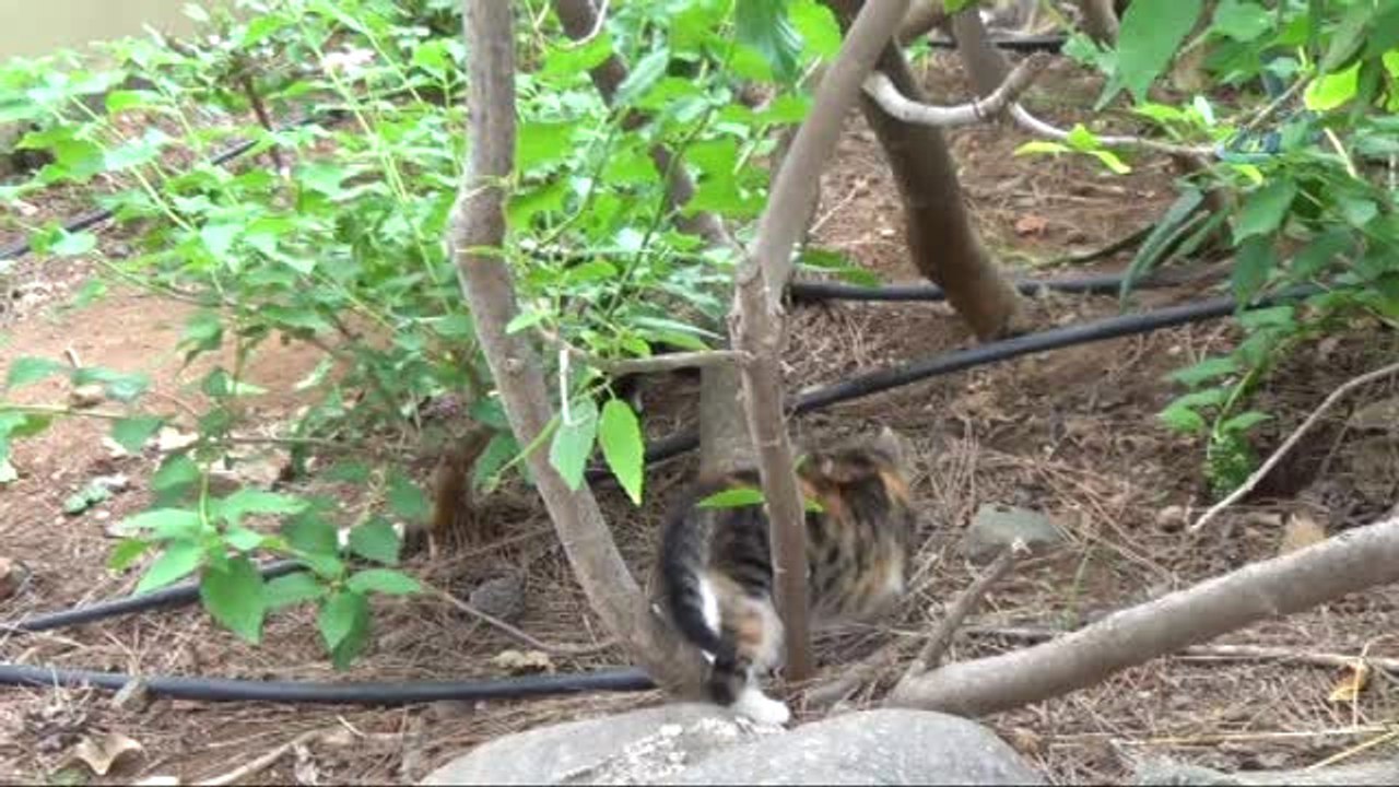 Beş Yıldızlı Otelde Kedilere 5 Yıldızlı Kafe