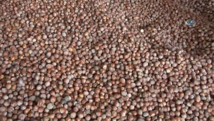 Ulusal Fındık Konseyi Yönetim Kurulu Üyesi Levent Şahin Başaran: "Tarım Bakanlığı Külleme Hastalığı...