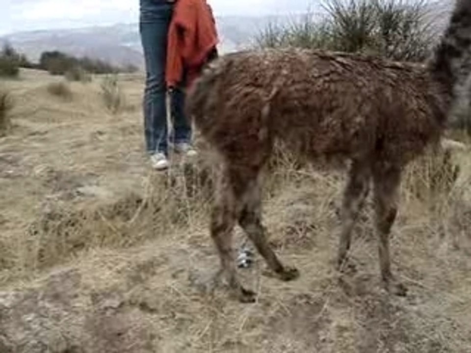 Bourriquet et le lama