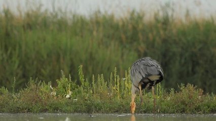 Héron, héron poisson-chat, volons !