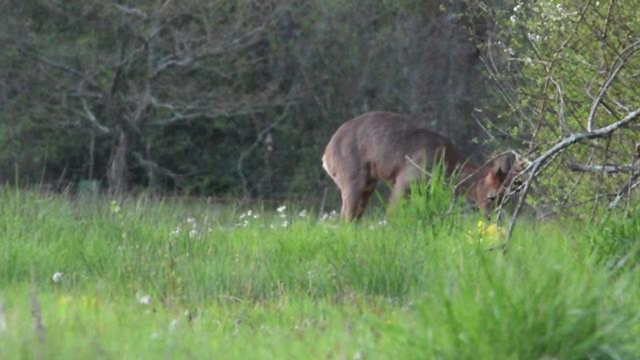 Un beau brocard pour les passionnés !