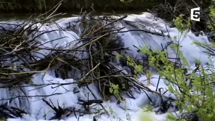 Le castor transforme complètement le paysage - ZAPPING S