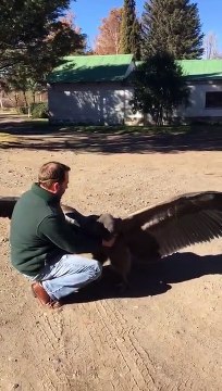 Un condor reconnaît l’homme qui l’a sauvé lorsqu’il était bébé