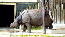 ZOO - Rinoceronte Kanguru Cabras Hipopódsatamo _  Rhino Goat Hippo Kangaroo Bu
