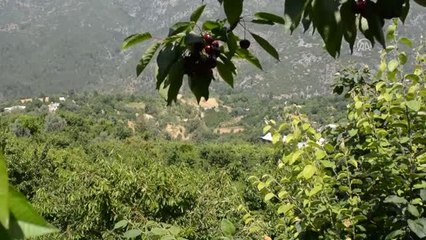 70 Lira Yevmiye Ile Kiraz Topluyorlar