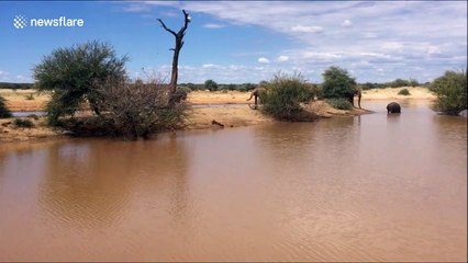 Adult elephant charges baby hippo