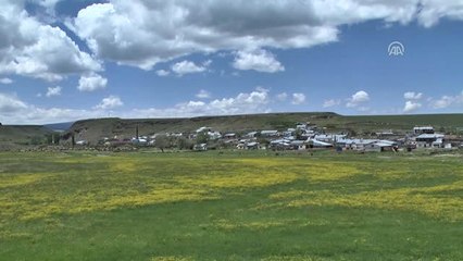 Ramazanda Kazanlar Çeçil Peyniri Için Yakıldı