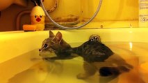 Funny Cats Enjoying Bath _ Cats That LOVEdsa Water Compilat
