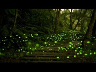 Conoce el santuario de las luciérnagas en Tlaxcala