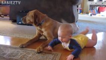 Cute Dogs and Babies Crawling Together - Adorable babies Compilati