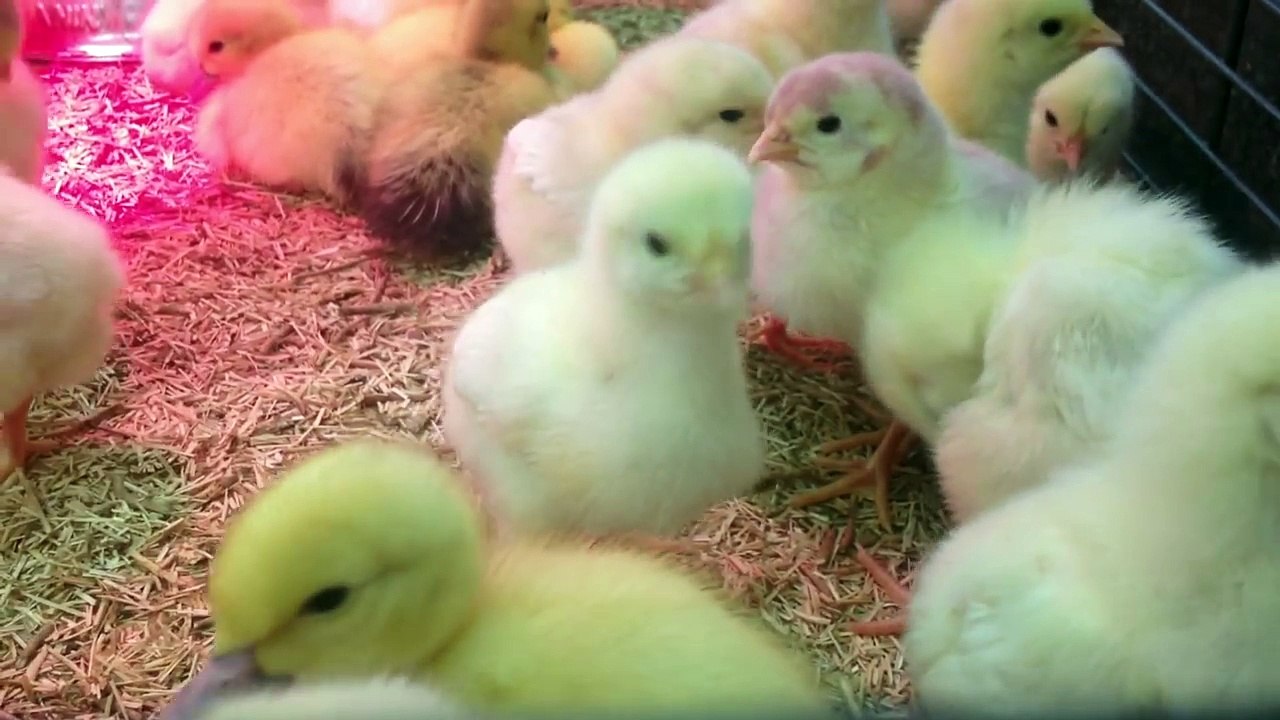 Bébés Animaux Trop Mignons - Canetons et Poussins