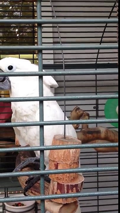 Cacatoès blanc qui danse et parle - Perroquet blanc rigolo à Key West en Floride HD
