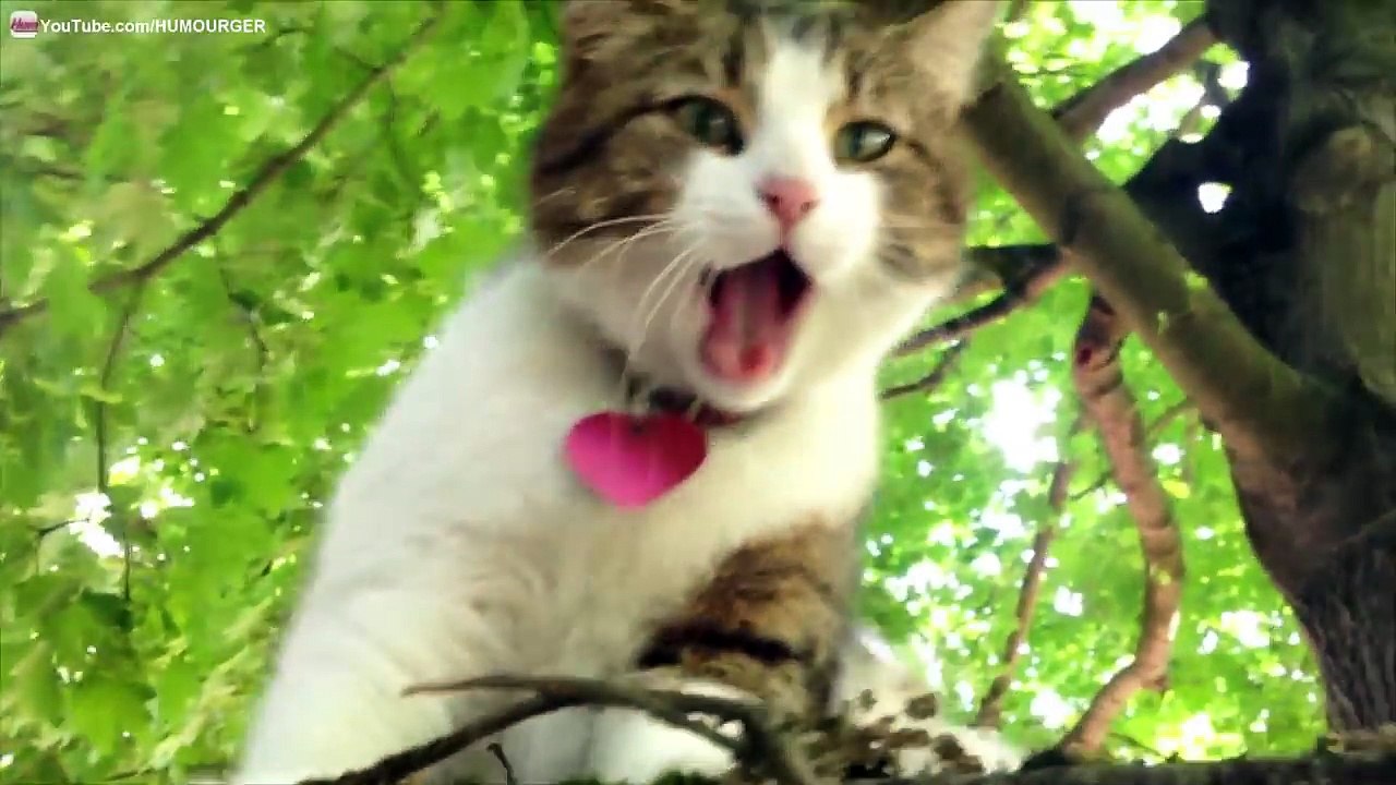 Chat câlin qui miaule, bâille et se frotte partout