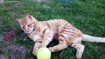 Chat drôle qui joue à griffer et mordre une balle de tennis