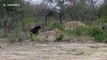 Lion and lioness team up to attack buffalo