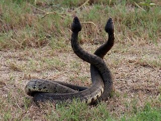 snake  enjoy dance dangerous motion 2017 in india