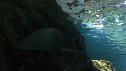 Raie léopard à l'Aquarium de La Rochelle