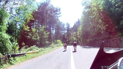 Car hits galloping horse