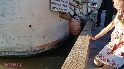 Leon marino casi se come niña impactante!