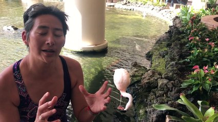 Vous êtes-vous déjà demandés comment le flamants rose arrivaient à rester sur une jambe ?