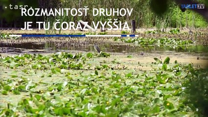 =BK= ORNITOLOGOVIA NOVE DRUHY VTAKOV