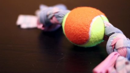 Turn an Old Tee into a Toy Your Dog Will Love