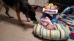 Baby and German Shepherd Play Together