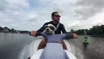 Dog Rides Jet Ski - Jet Ski Westie