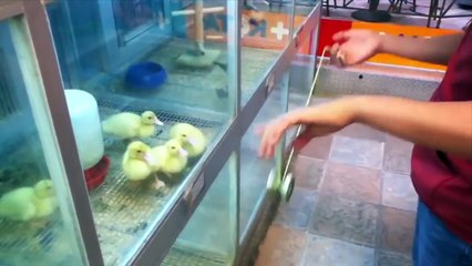 Ducks Love Yo-Yo - Sick Tricks Get the Chicks
