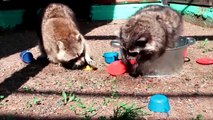 Raccoons Playing With Water Toys