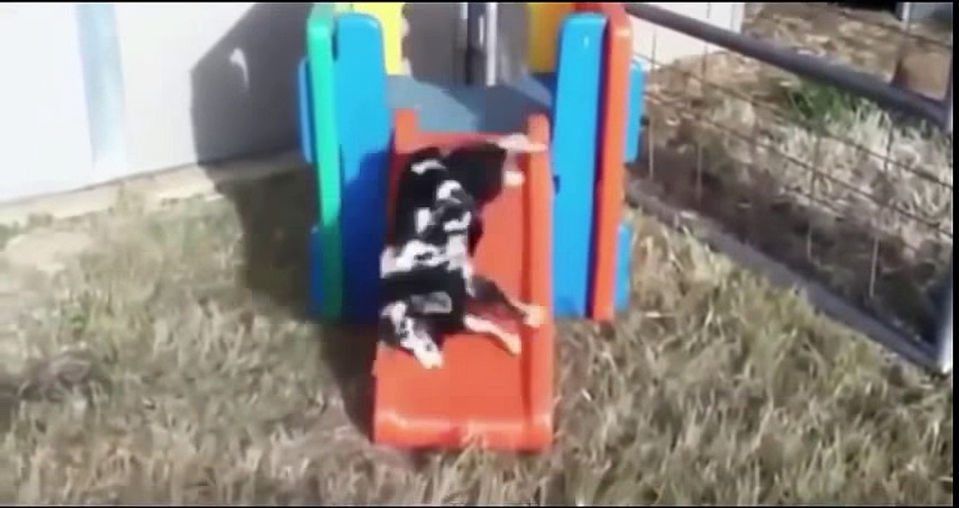 Amazing funny animals