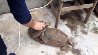 tortoise having s@x