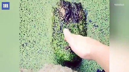 Un homme voulait toucher un alligator et il a failli perdre sa main