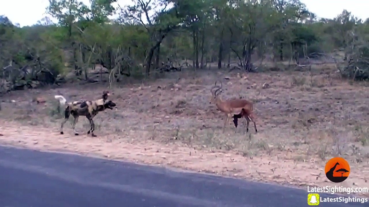 Wild Dogs v Impala | Impala Fights Back as Guts Fall Out - Latest Sightings Pty Ltd