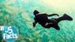 Top 5 Record-Breaking Facts About Skydiving