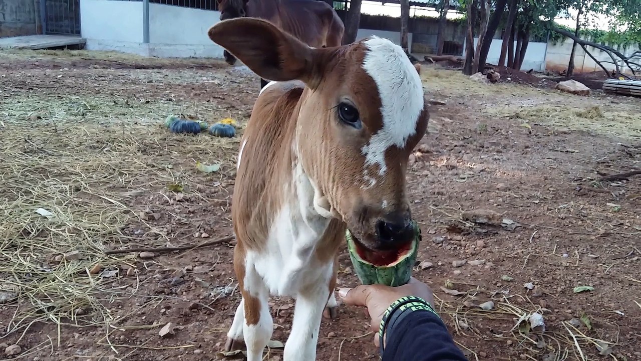 The Sweetest Calf Around