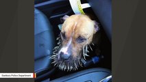 Dog Found With Face Covered In Porcupine Quills Reunited With Owner