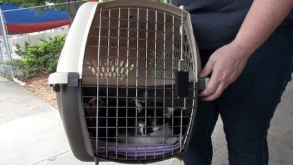 Foster Kitten Program Reaches 500th Kitten!