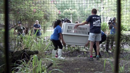 3 New Cats Call Big Cat Rescue Home