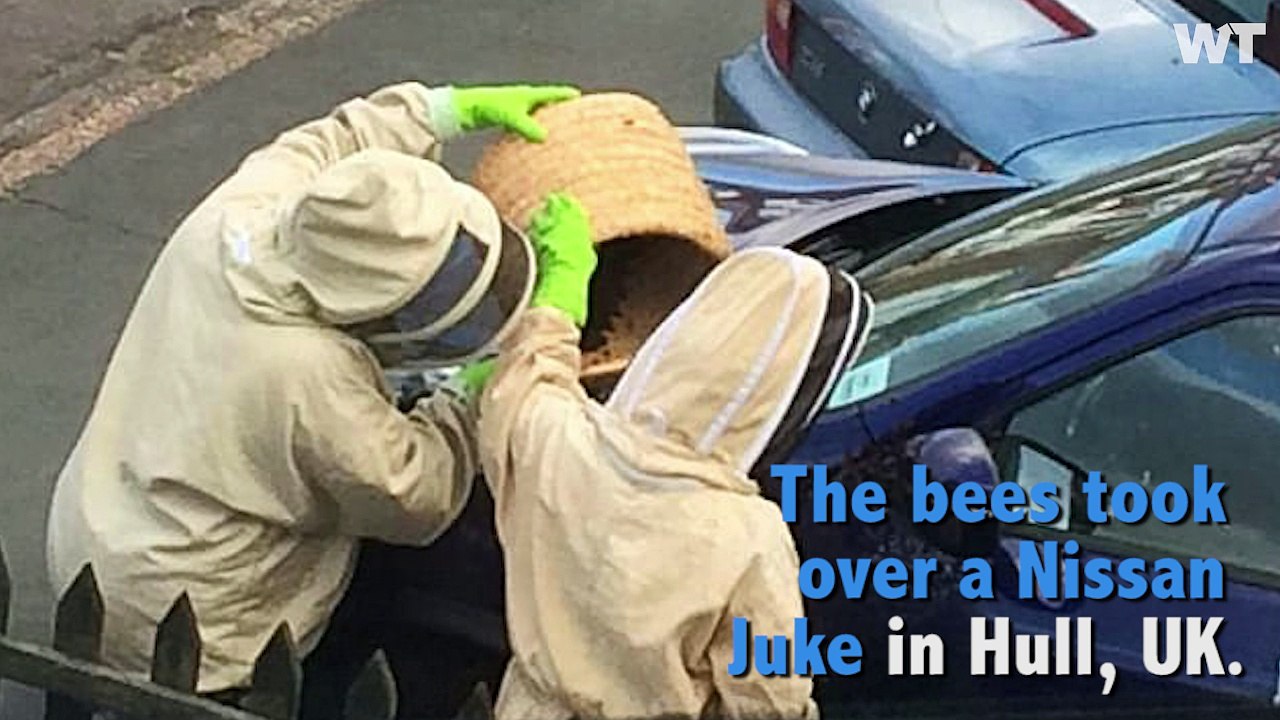 Thousands of Bees Swarm Nissan