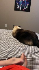 stalking prey be like