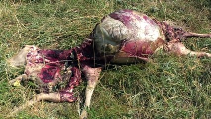 Sisteron : trois bêtes tuées dans une attaque de loup ce mardi