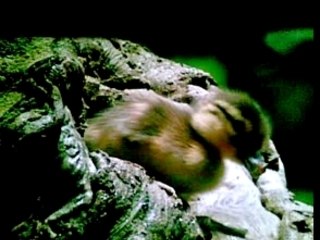 Un jour sur terre - bapteme de l'air des bébés canard