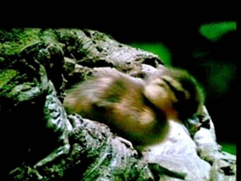 Un jour sur terre - bapteme de l'air des bébés canard