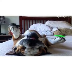 Bulldog Inglês master of fidget spinner