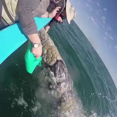 This beautiful whale comes to say Happy