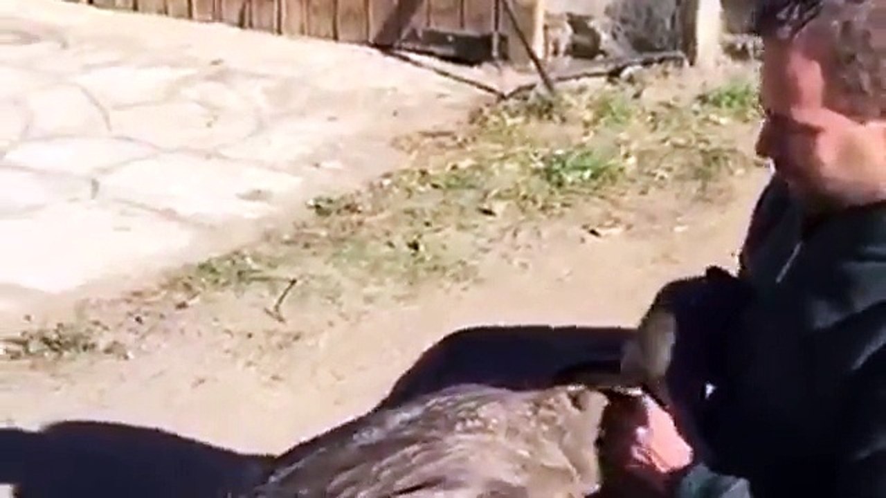 Heart warming moment condor shares a hug with rescuer