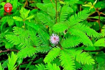 Natural Medicans in Tamil Culturers