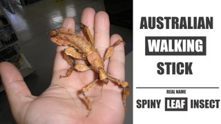 Spiny Leaf Insect  Australian Walking Stick Insect ( Extatosoma Tiaratum )