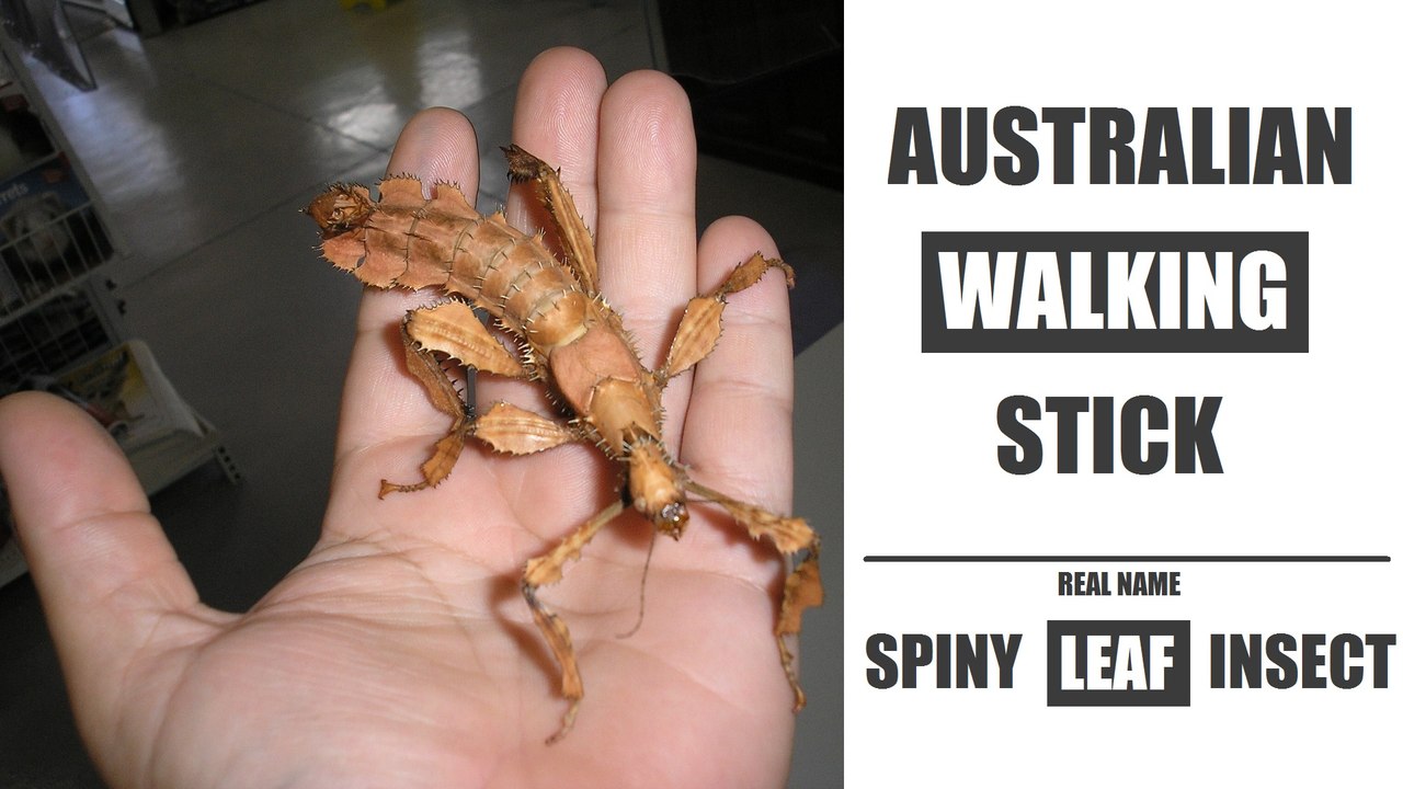 Spiny Leaf Insect  Australian Walking Stick Insect ( Extatosoma Tiaratum )